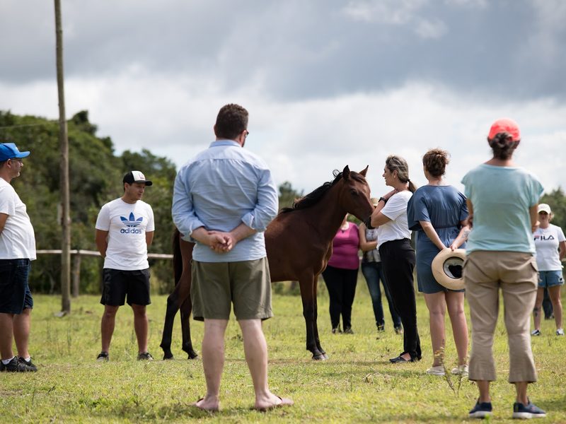 Grupo em roda no campo, de frente para um cavalo solto.