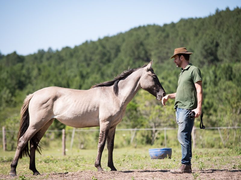 Homem de chapéu estendendo a mão para um cavalo baio no campo.