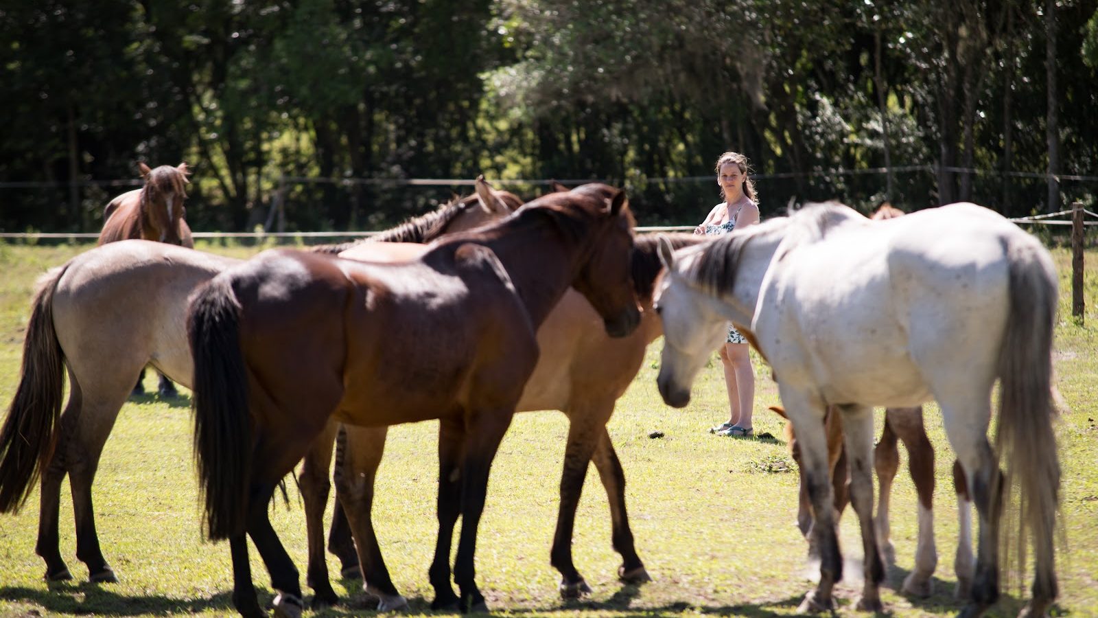 Manada de cavalos soltos num campo aberto, com uma mulher em pé observando à distância.